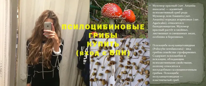 цена   Красноуральск  Галлюциногенные грибы MAGIC MUSHROOMS 